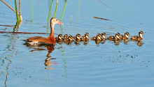 Ducks in a row, Ritch Grissom Viera Wetlands
